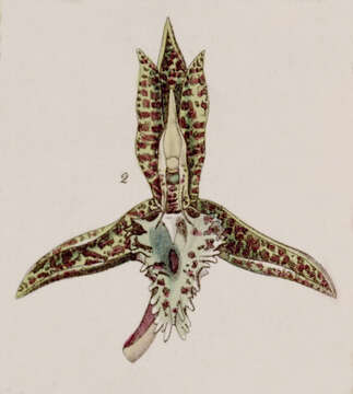 Image of Catasetum cristatum Lindl.