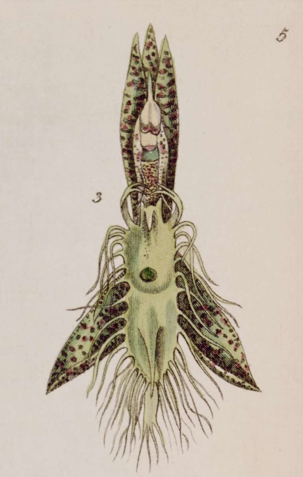 Image of Bearded Catasetum