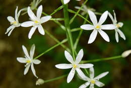 Image of Ornithogalum arcuatum Steven