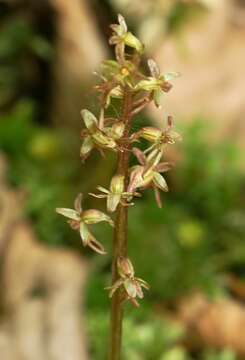 Image of Lesser Twayblade