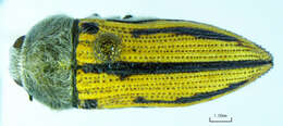 Слика од Acmaeodera pubiventris yumae Knull 1937