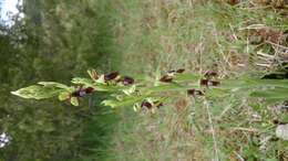 Image of Fly orchid