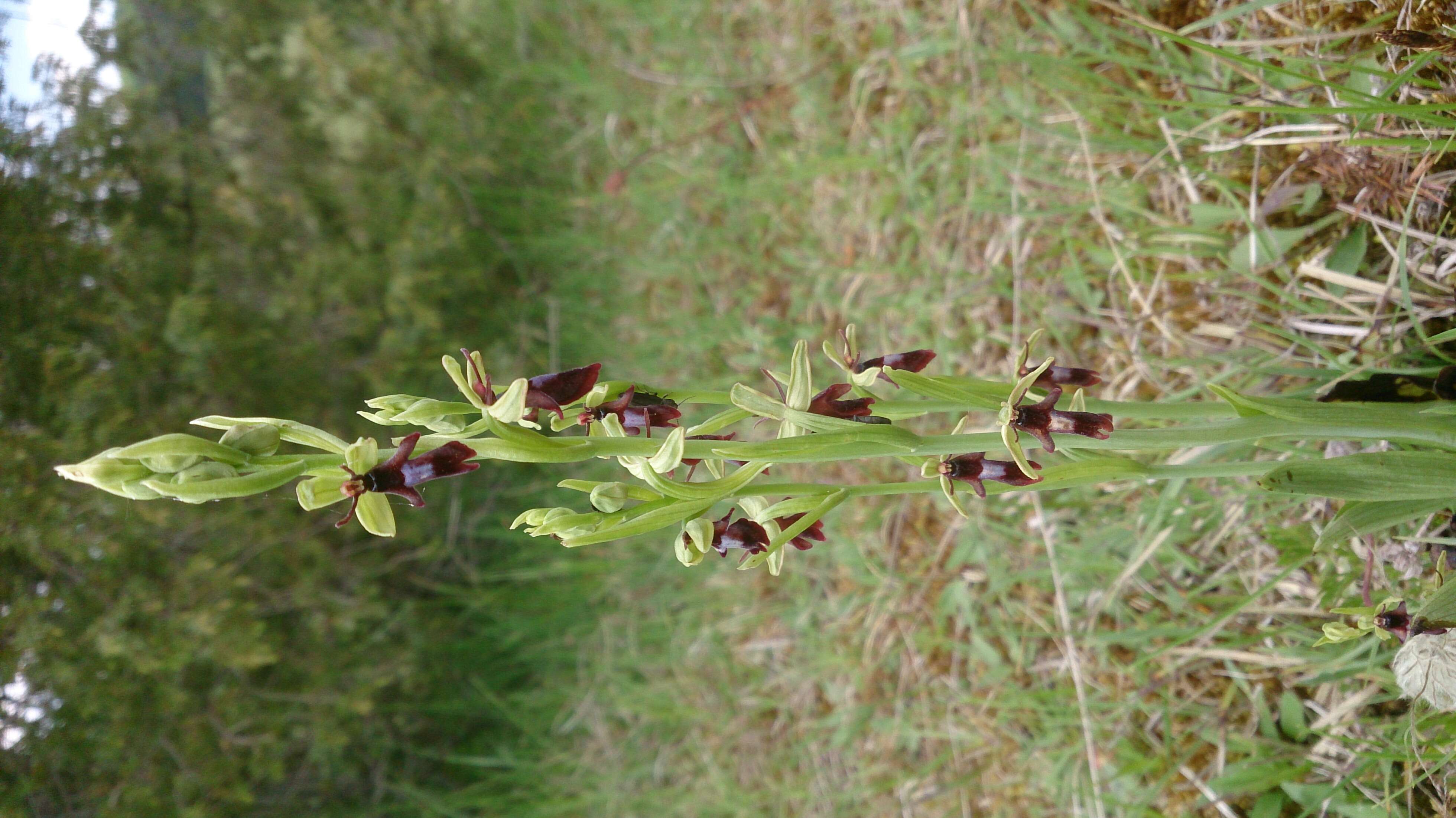 Image of Fly orchid