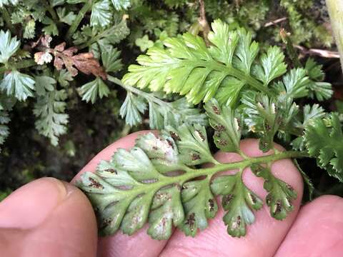 Plancia ëd Asplenium sarelii subsp. pekinense (Hance) Fraser-Jenk., Pangtey & Khullar