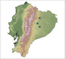 Image of Hyalinobatrachium yaku Guayasamin, Cisneros-Heredia, Maynard, Lynch, Culebras & Hamilton 2017