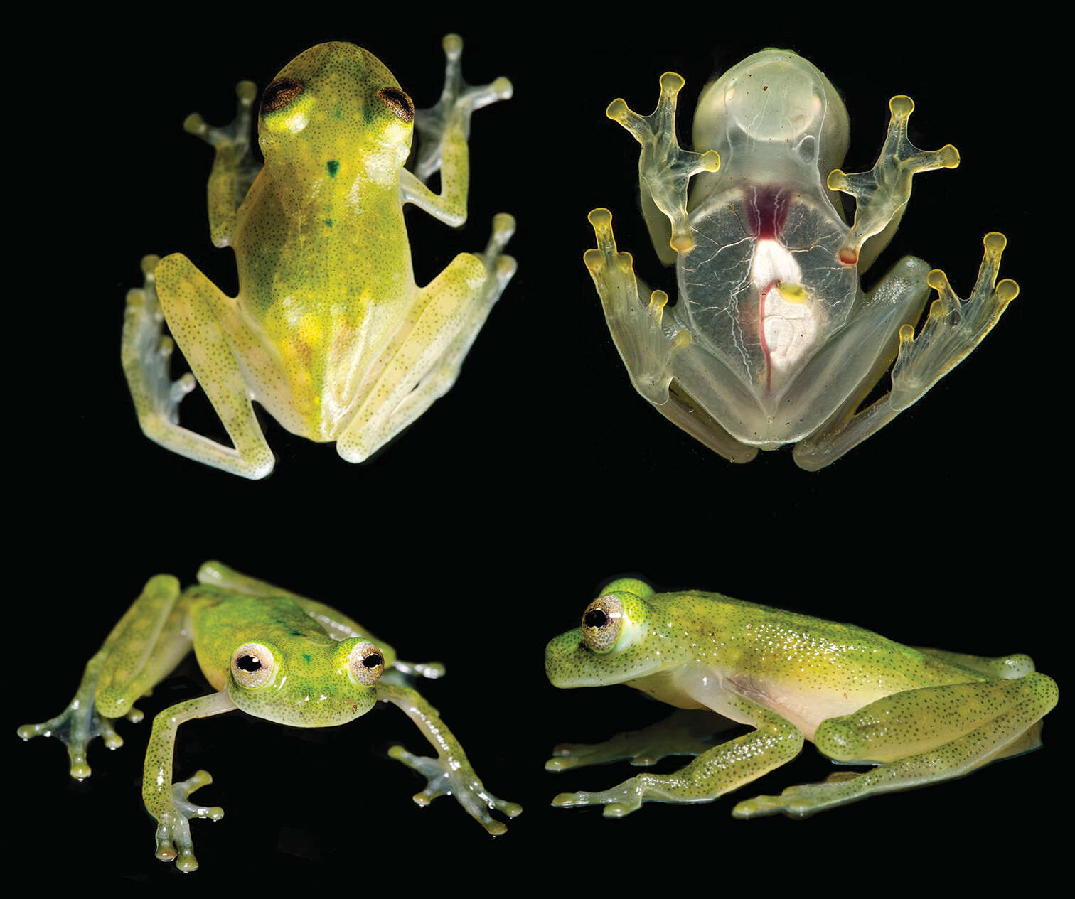 Image of Yaku Glassfrog