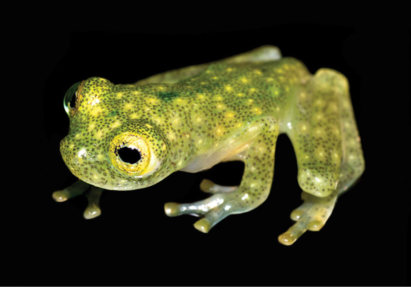 Image of Yaku Glassfrog