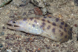 Image of Reeve's moray