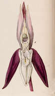 Image of catasetum