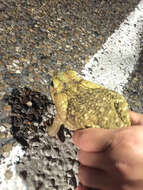 Image of Giant toad