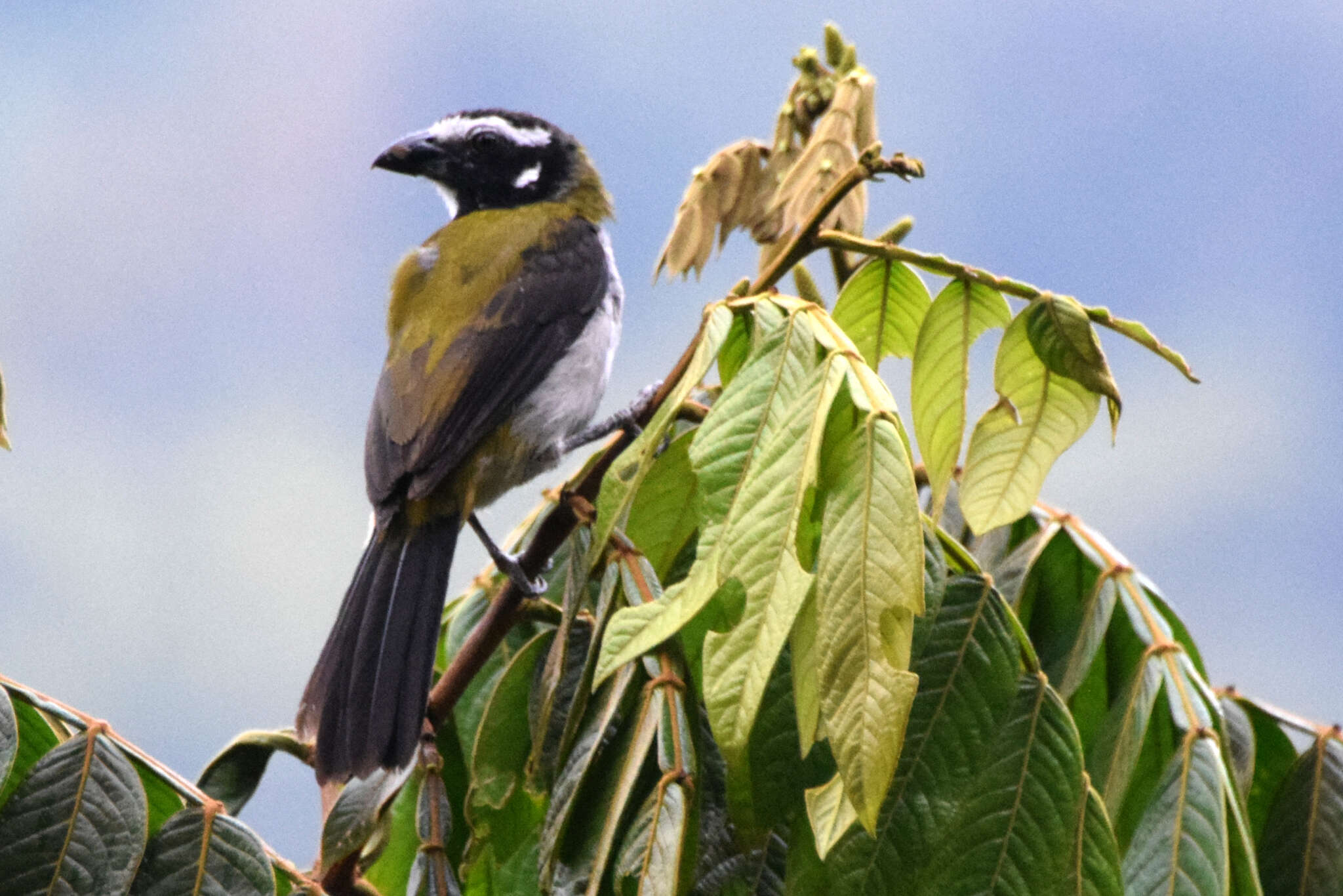 Image of Black-winged Saltator