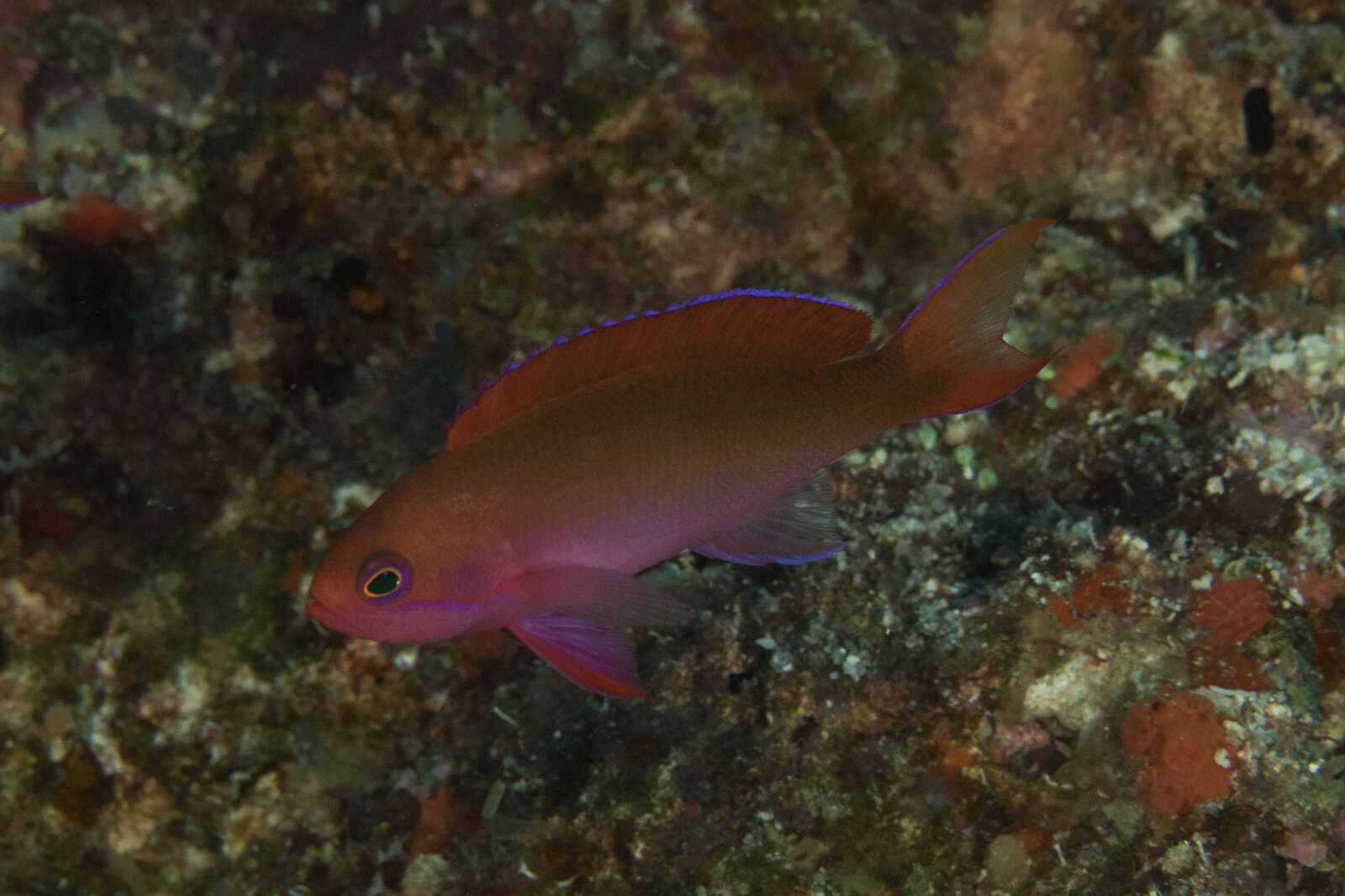 Image of Red-bar anthias