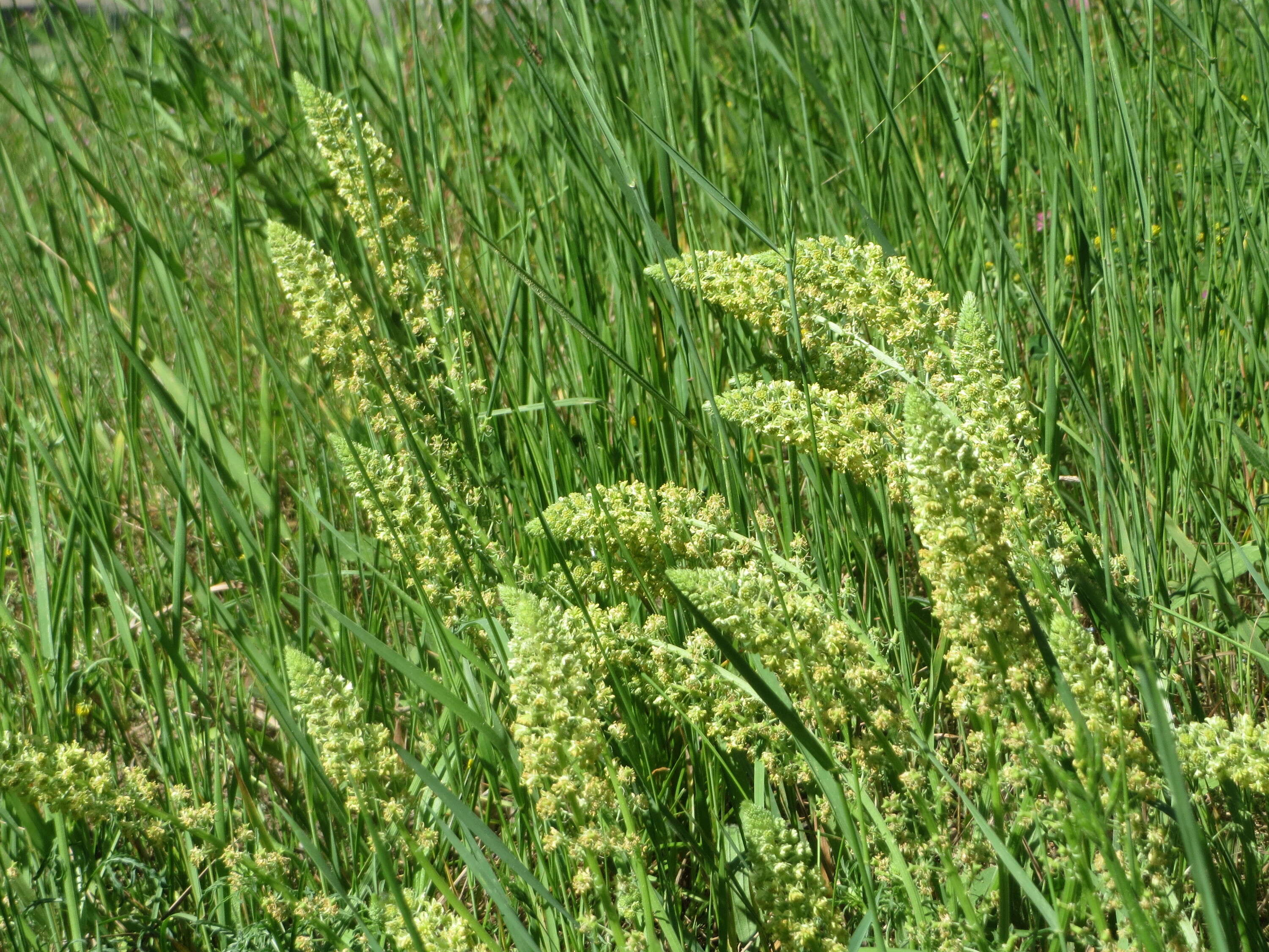 Слика од Reseda lutea L.