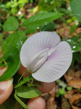 Image of pineland butterfly pea