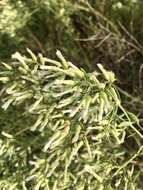 Image of Baccharis linearifolia (Lam.) Pers.