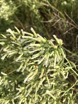 Image of Baccharis linearifolia (Lam.) Pers.