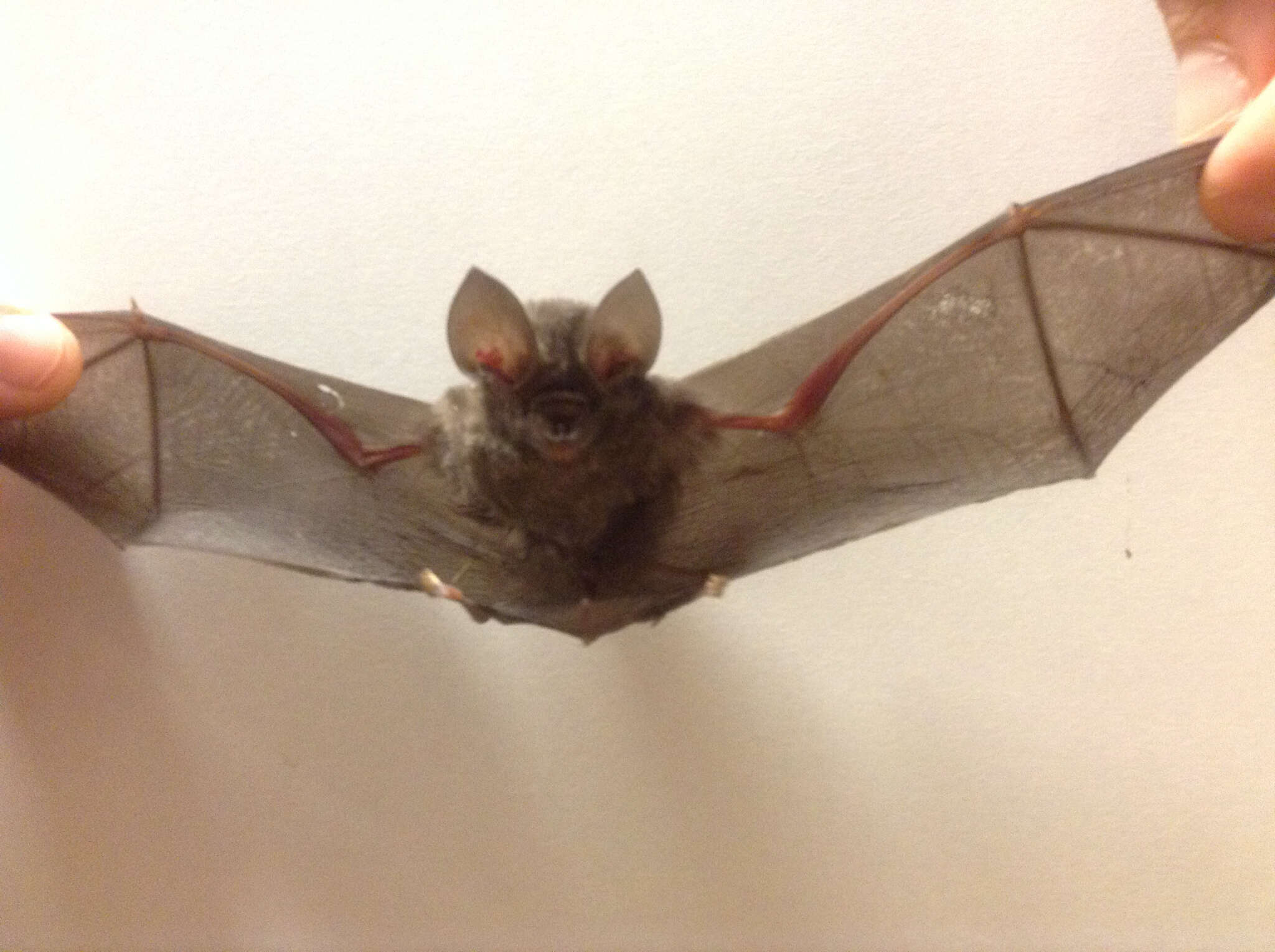 Image of Ashy Leaf-nosed Bat