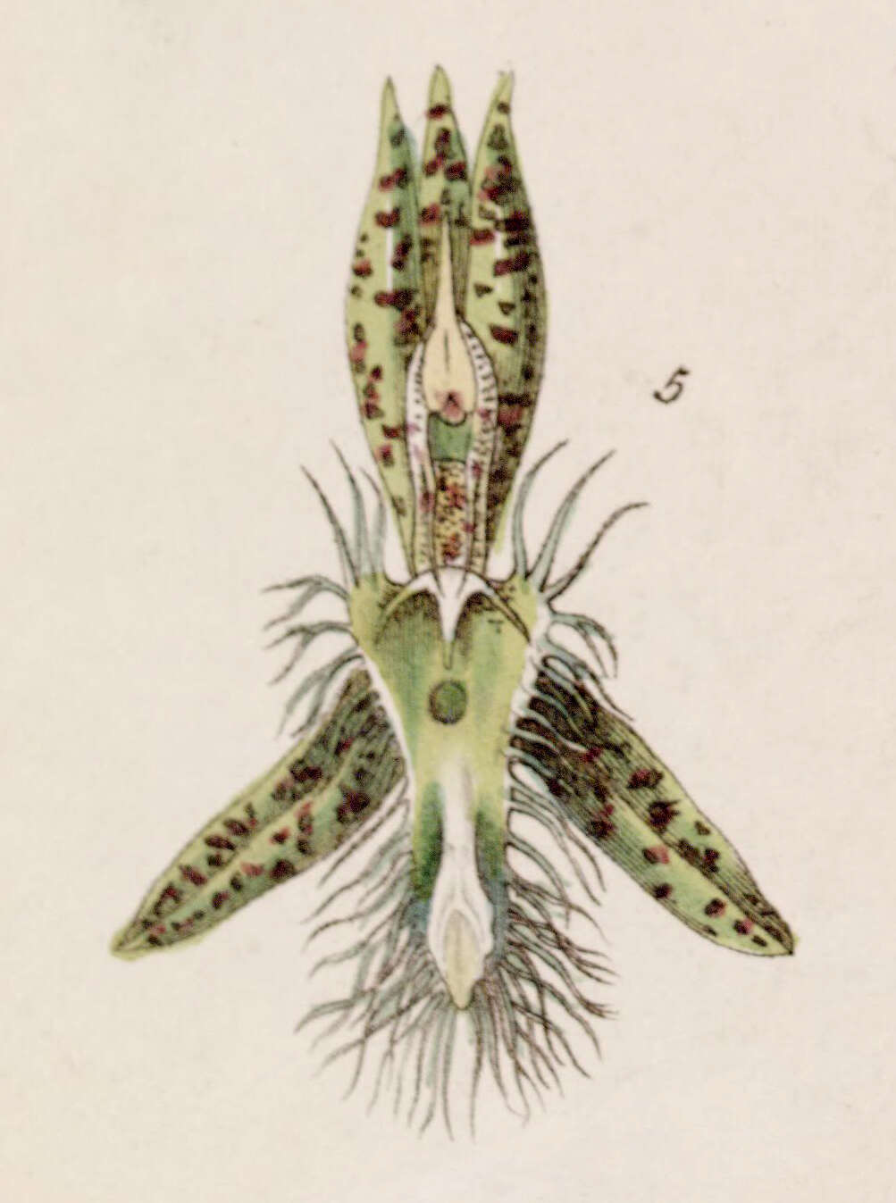 Image of catasetum