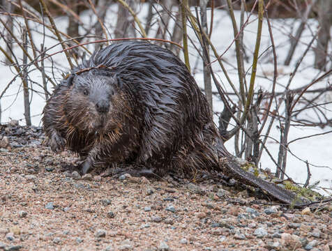 Image of beavers