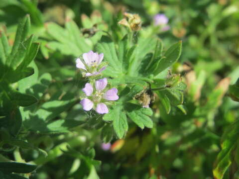 Imagem de Geranium pusillum L.