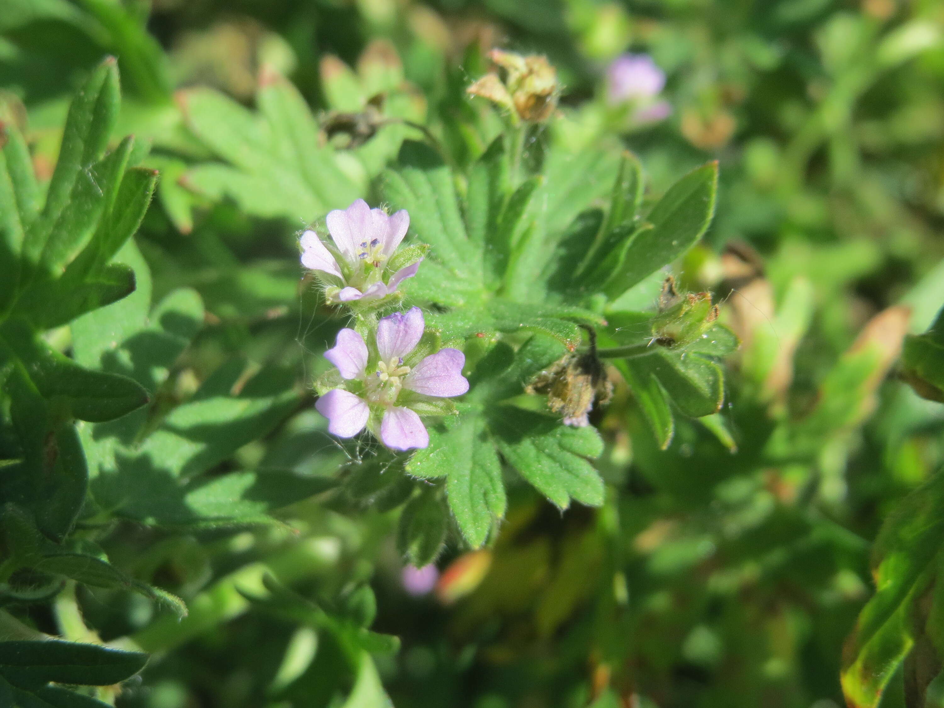 Image of Small-flowered Cranesbill