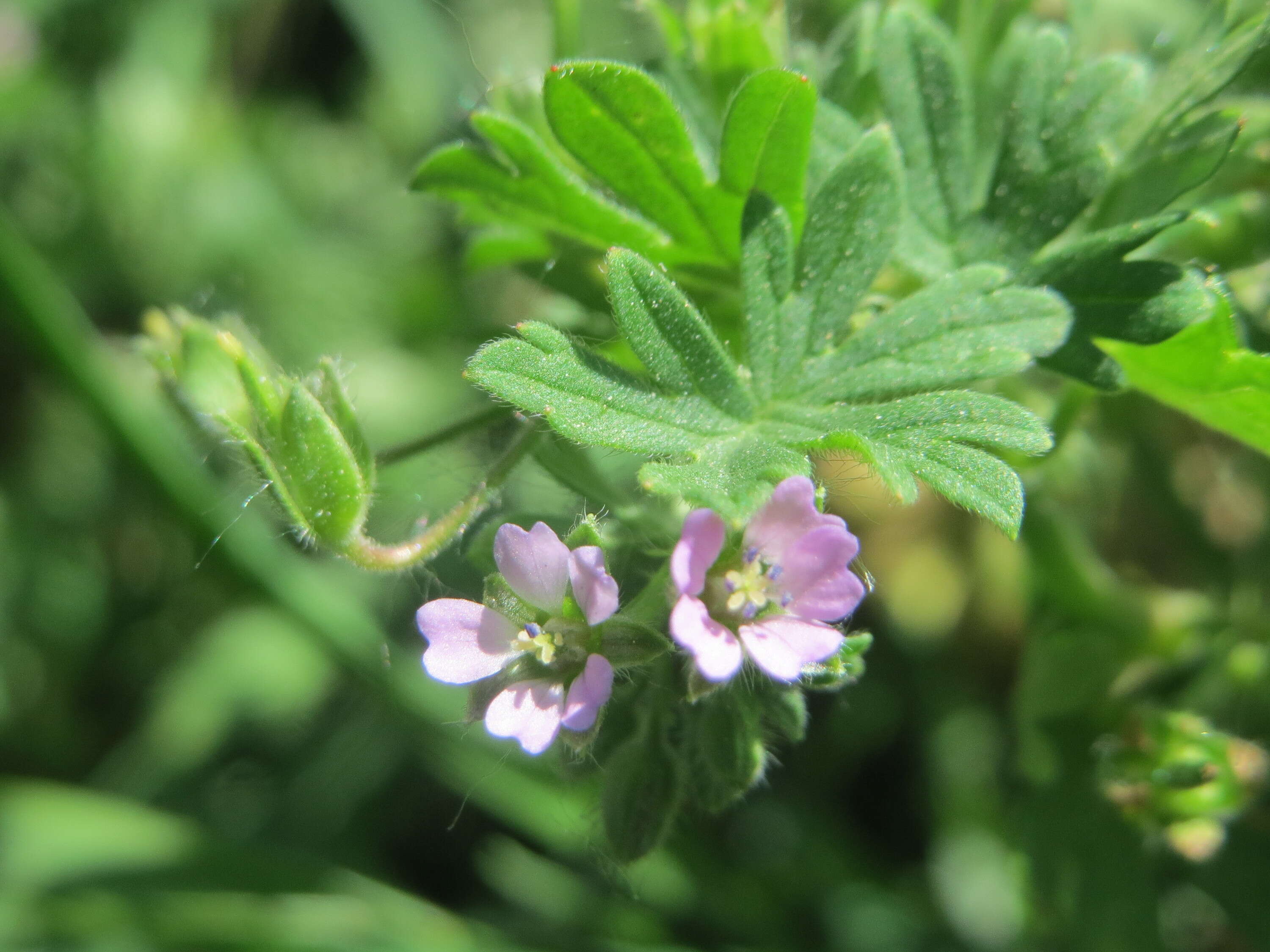 Image of Small-flowered Cranesbill