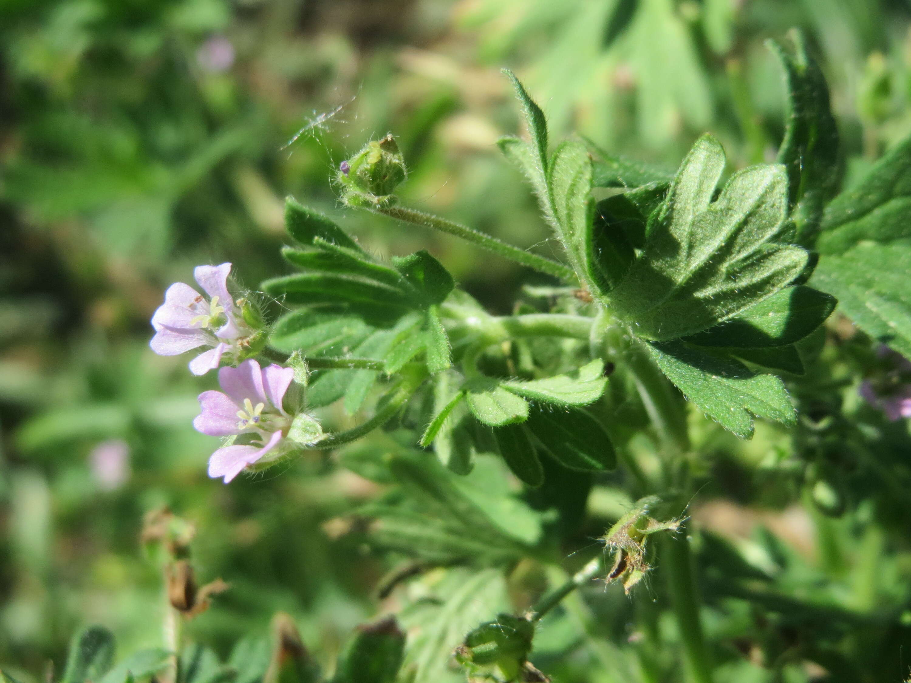 Imagem de Geranium pusillum L.