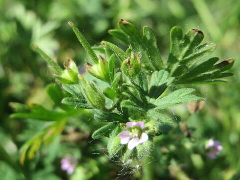 Imagem de Geranium pusillum L.