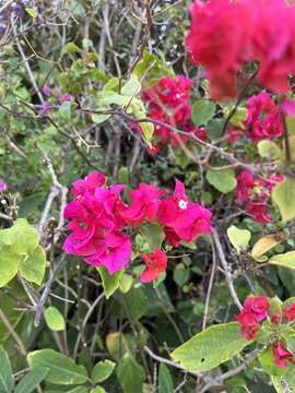 Imagem de Bougainvillea spectabilis Willd.