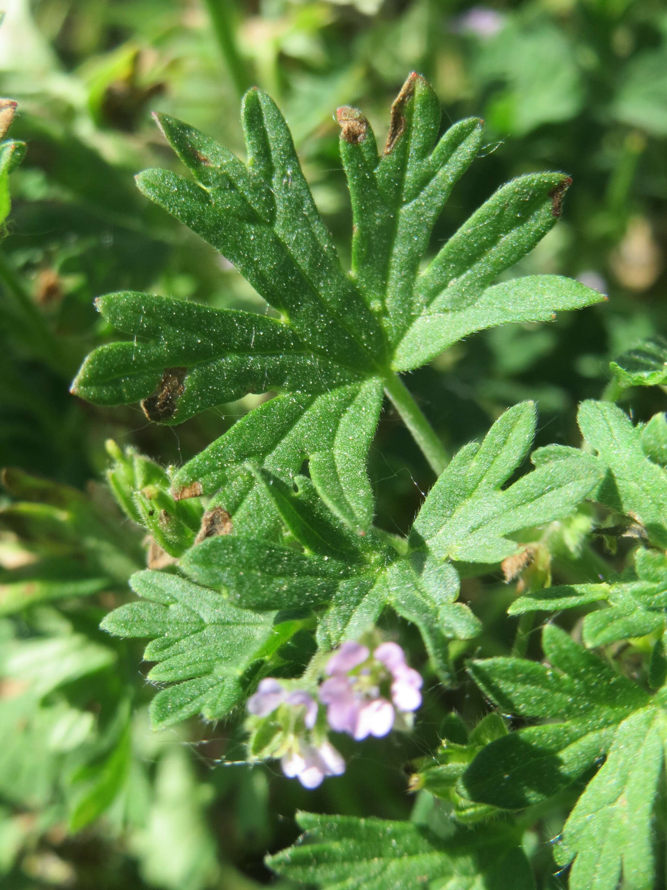 Image of Small-flowered Cranesbill