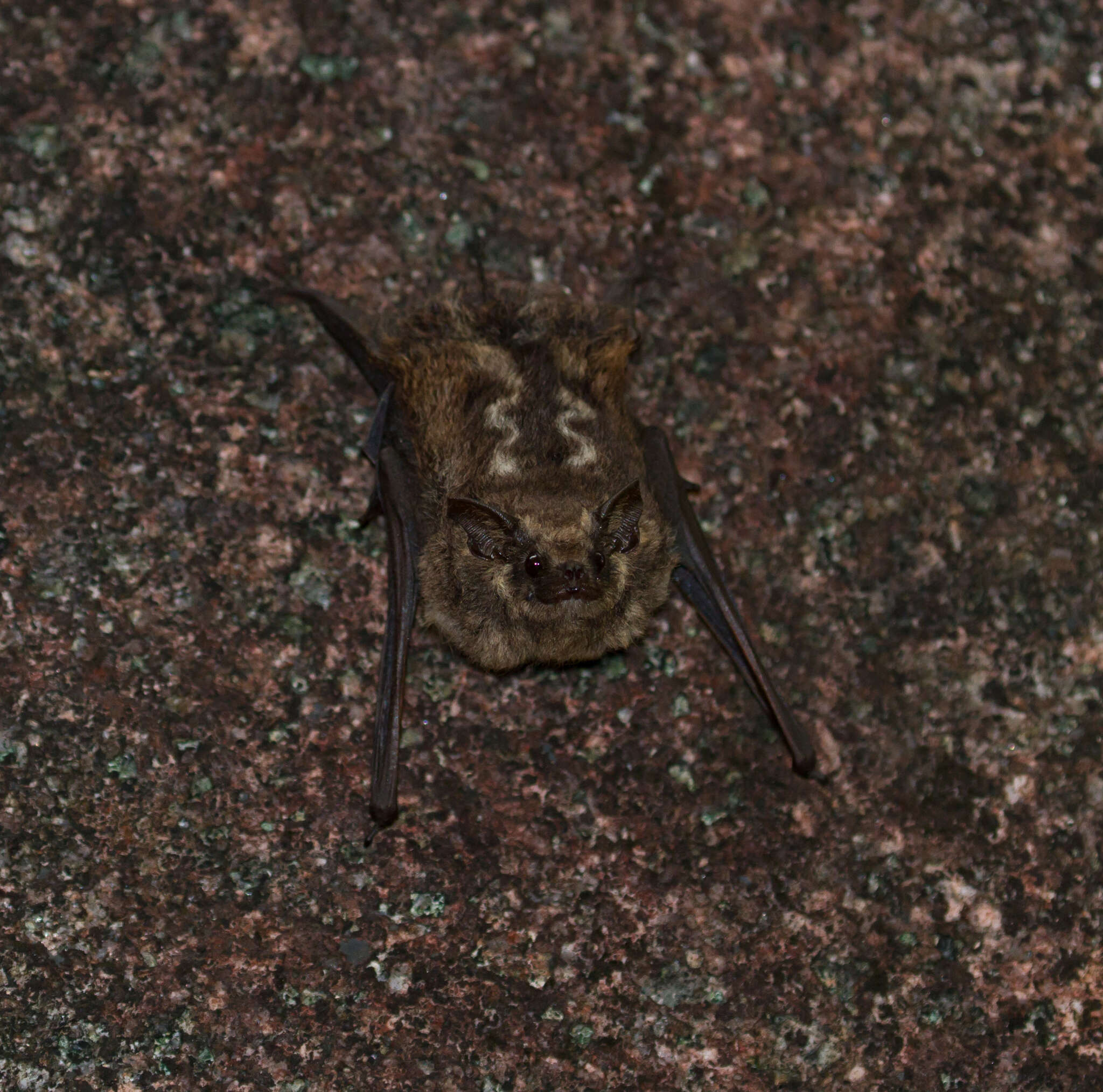 Image of Frosted Sac-winged Bat