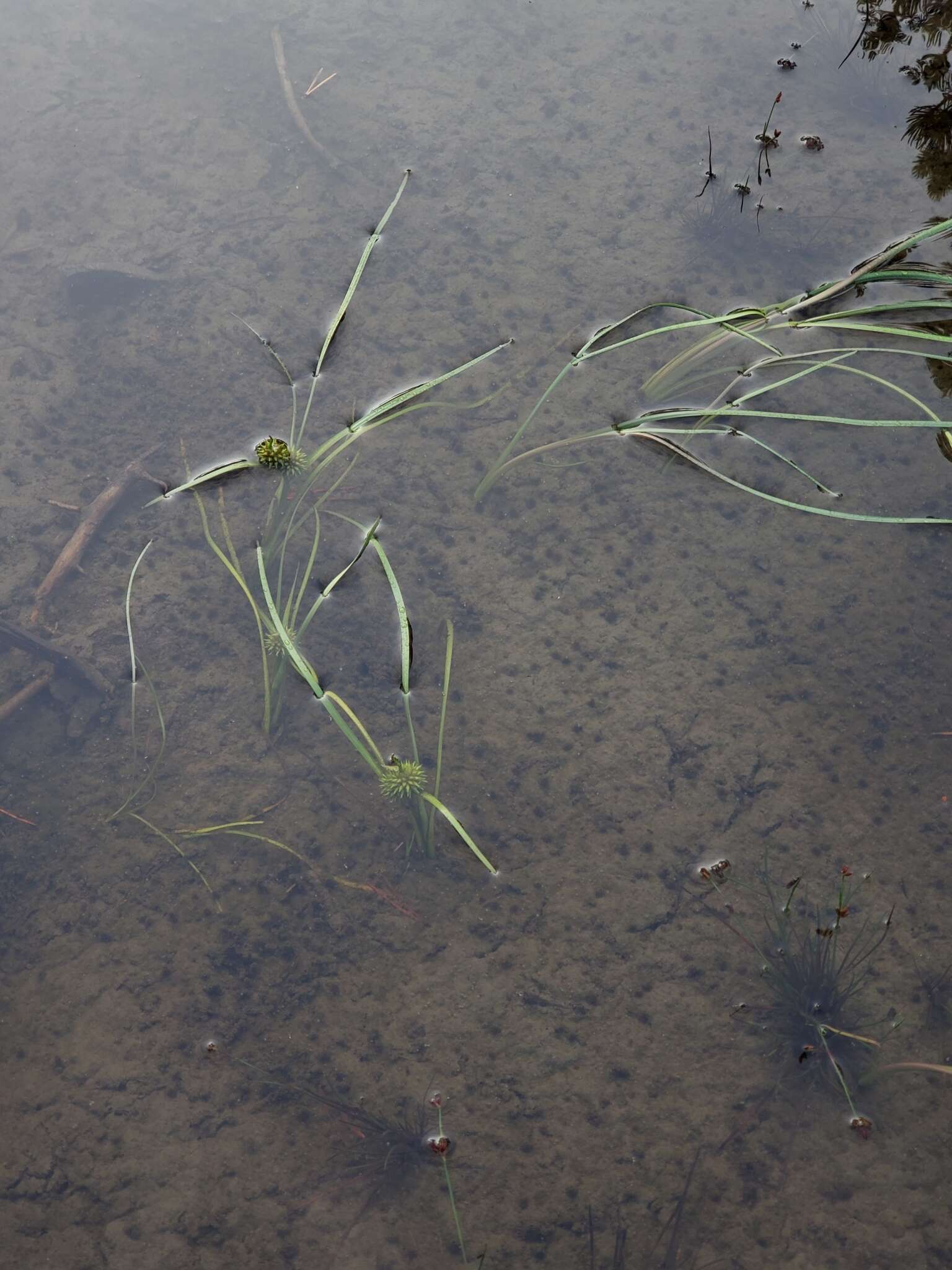 Image of Northern Burr-Reed