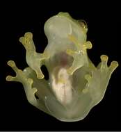 Image of Rio Azuela Glass Frog