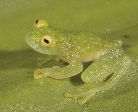 Image of Rio Azuela Glass Frog