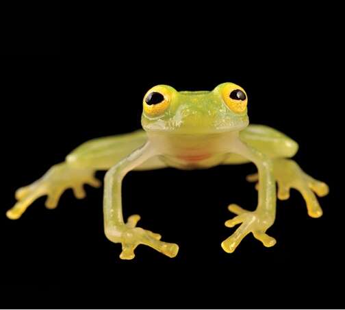 Image of Rio Azuela Glass Frog