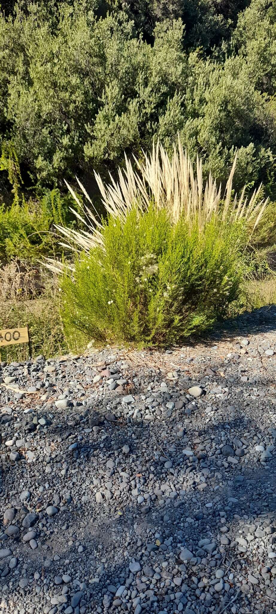 Imagem de Cortaderia rudiuscula Stapf