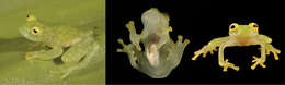 Image of Rio Azuela Glass Frog