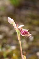 Calochilus uliginosus D. L. Jones的圖片