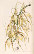 Image of brassia