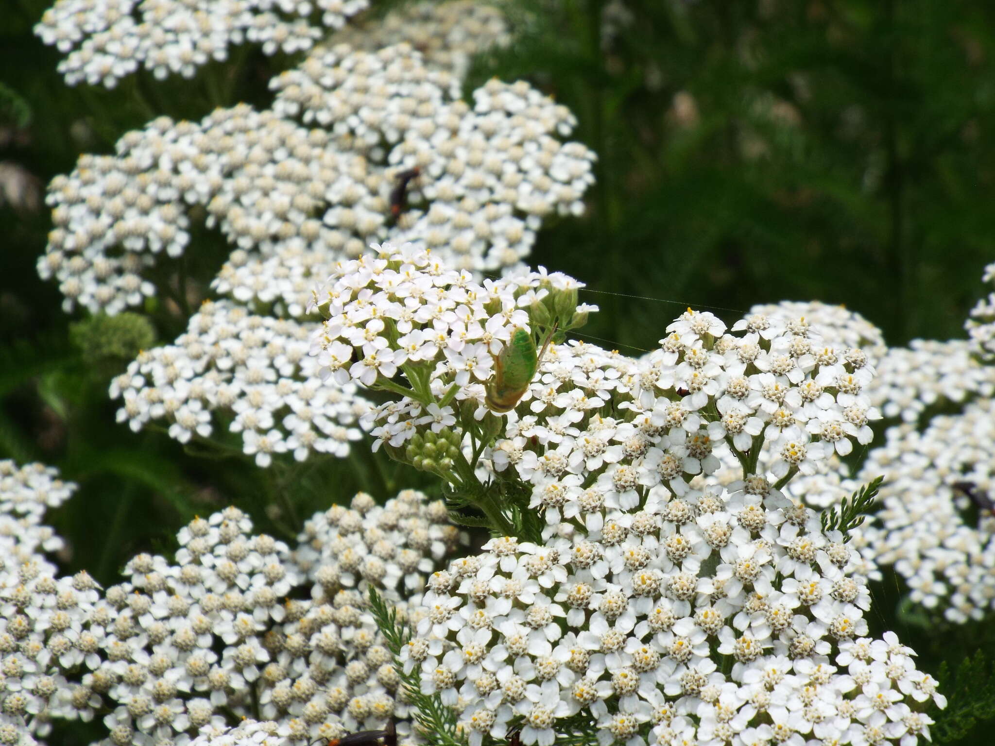 Plancia ëd Chlorotabanus crepuscularis Bequaert 1926