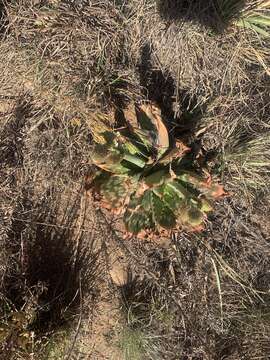 Image of Aloe greatheadii Schönland