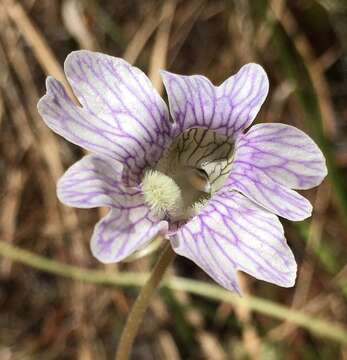 Image of blueflower butterwort