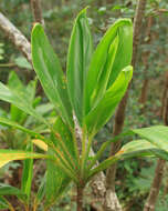 Imagem de Cordyline fruticosa (L.) A. Chev.