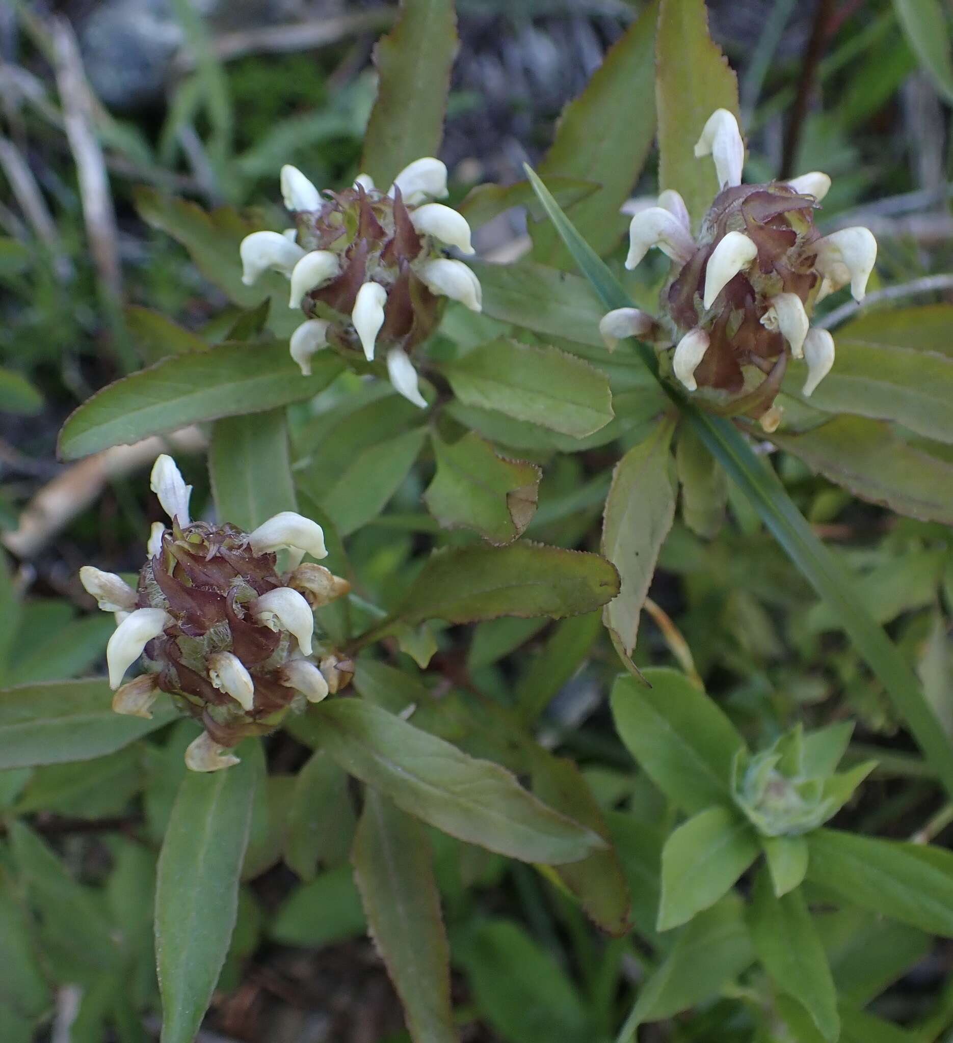 Image of Howell's lousewort