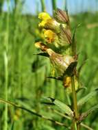 Image of Yellow rattle