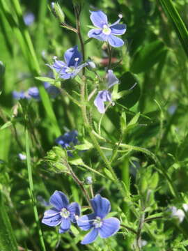 Image of bird's-eye speedwell