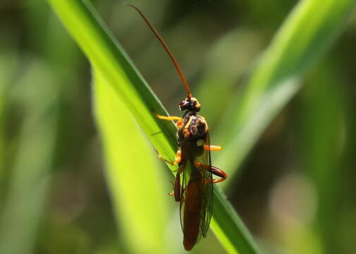 Callajoppa cirrogaster (Schrank 1781)的圖片