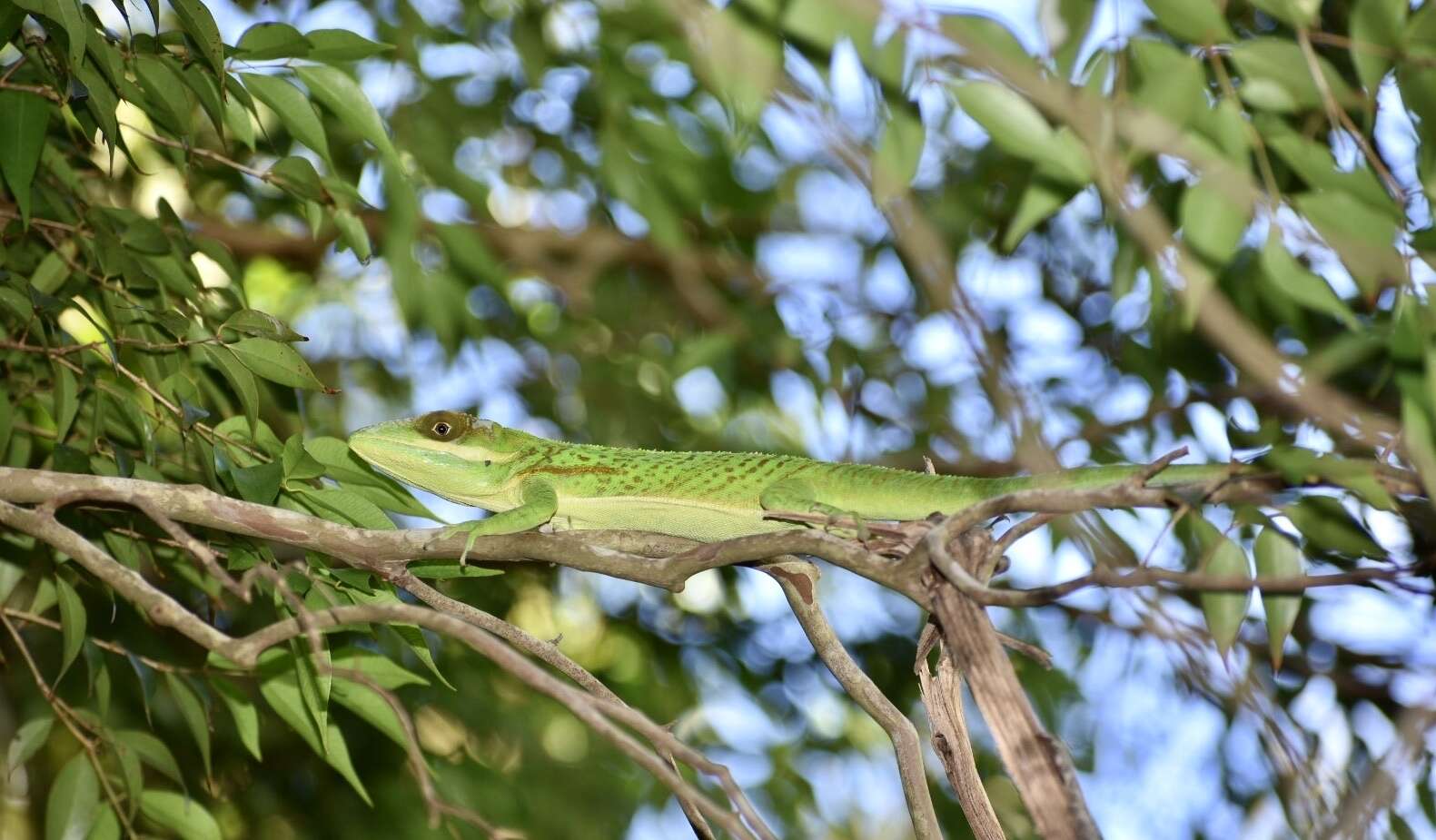 Слика од Anolis noblei Barbour & Shreve 1935