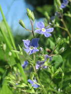 Image of bird's-eye speedwell