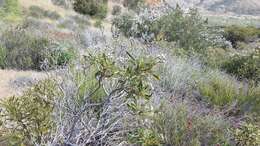 Image of hairy yerba santa